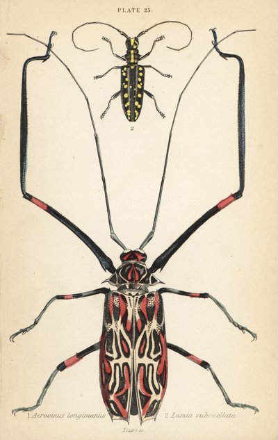 Escaravelho-arlequim, Acrocinus longimanus 1, e escaravelho-de-cara-longa-de-cara-plana, Taeniotes subocellatus 2 de English School