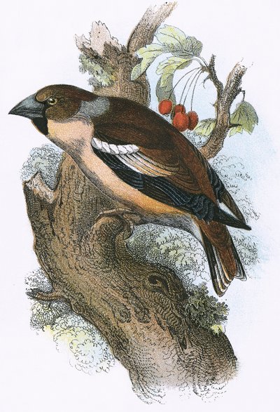 Hawfinch de English School