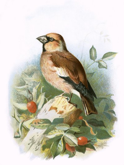 Hawfinch de English School