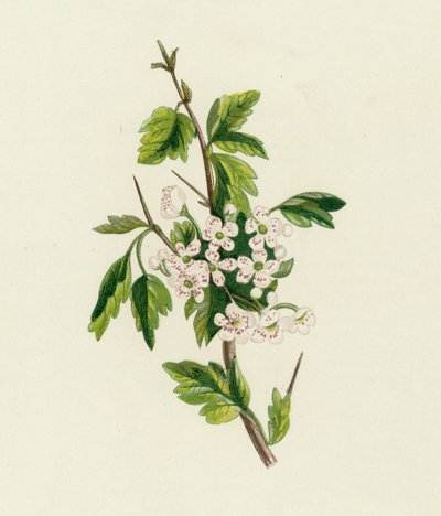 Espinheiro-alvar, Crataegus Oxyacantha de English School