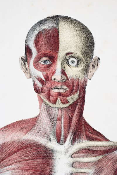 Cabeça e ombros do corpo humano masculino mostrando os músculos, tendões e ossos, de Os vasos do corpo humano, editado por Jones Quain e William Wilson, publicado por Taylor e Watson, Londres, em 1837 de English School