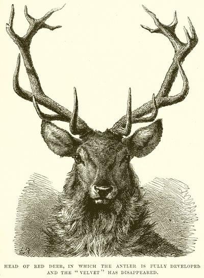 Cabeça de Red Deer, na qual o Antler está totalmente desenvolvido e o Velvet desapareceu de English School