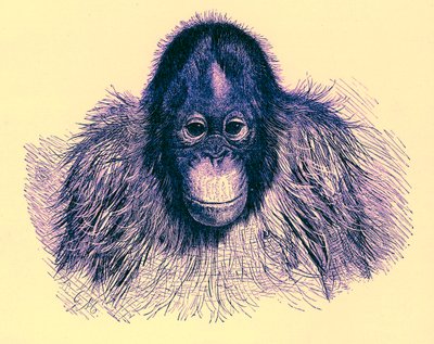 Cabeça de orangotango, ilustração da Royal Natural History, publicada em 1896 (imagem digitalmente aprimorada) de English School