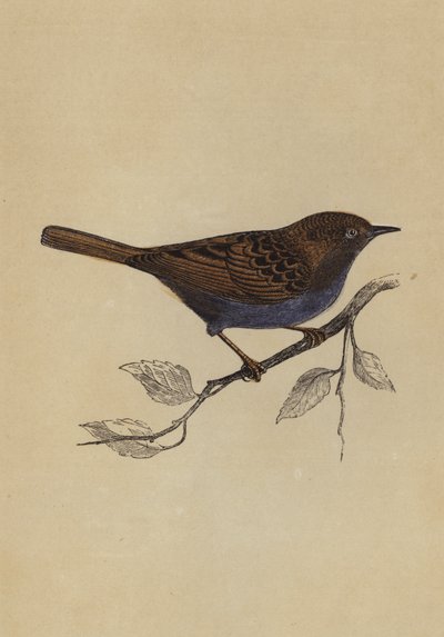 Hedge Sparrow (cor litho) de English School