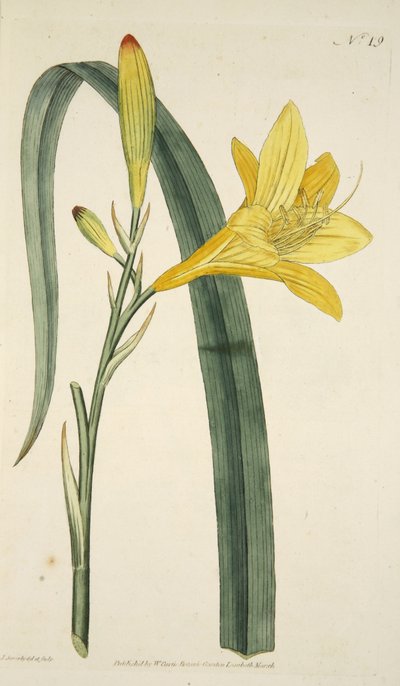Hemerocallis Flava (lírio de dia amarelo) do Magzaine botânico ou do jardim de flor indicado, bar. 1796 (gravura colorida à mão) de English School
