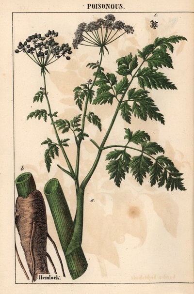 Hemlock ou Conium maculatum , de "The Instructive Picturebook, or Lessons from the Vegetable World," [Charlotte Mary Yonge], Edimburgo de English School