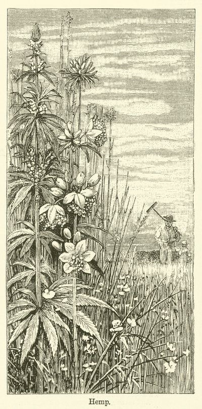 Cânhamo (gravura) de English School