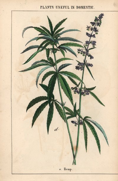 Cânhamo com flores azuis , do "The Instructive Picturebook, or Lessons from the Vegetable World," [Charlotte Mary Yonge], Edimburgo de English School