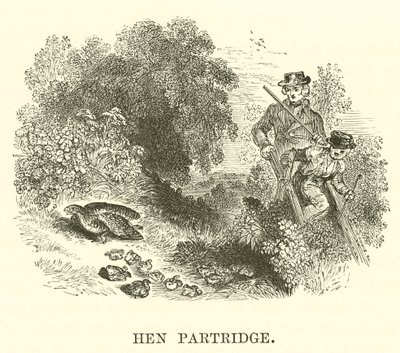 Perdiz-galinha (gravura) de English School