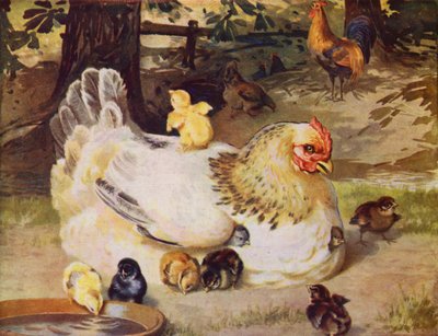 Galinha e pintinhos (lito colorido) de English School