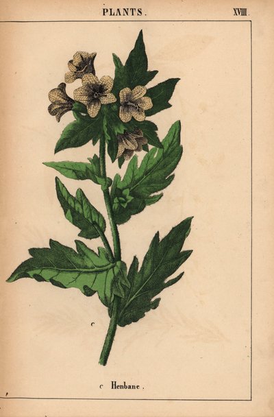 meimendro   , de "The Instructive Picturebook, or Lessons from the Vegetable World," [Charlotte Mary Yonge], Edimburgo de English School