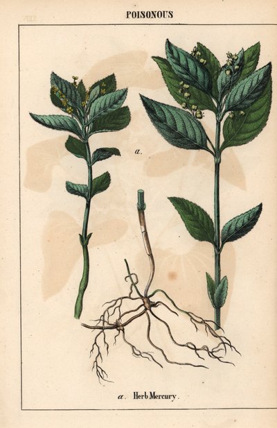 Herb mercury , de "The Instructive Picturebook, or Lessons from the Vegetable World," [Charlotte Mary Yonge], Edimburgo de English School