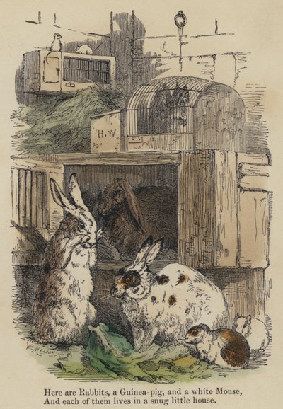 Aqui estão coelhos, um porco guineense e um rato branco, e cada um deles vive em uma casinha (gravura colorida) de English School