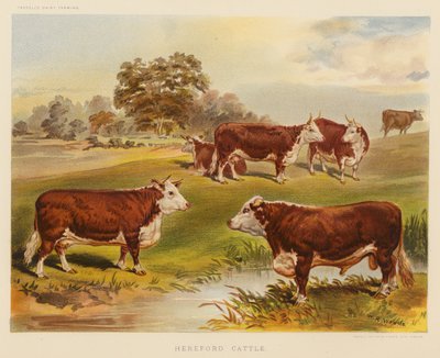 Gado Hereford (litografia a cores) de English School