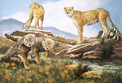 Caçador de alta velocidade, a chita, ilustração de "O país das maravilhas da natureza" (guache sobre papel) de English School
