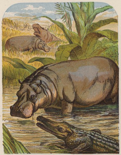 Hipopótamo e crocodilo (litografia a cores) de English School