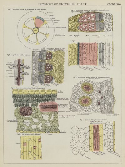Histologia da planta florida (cor litho) de English School