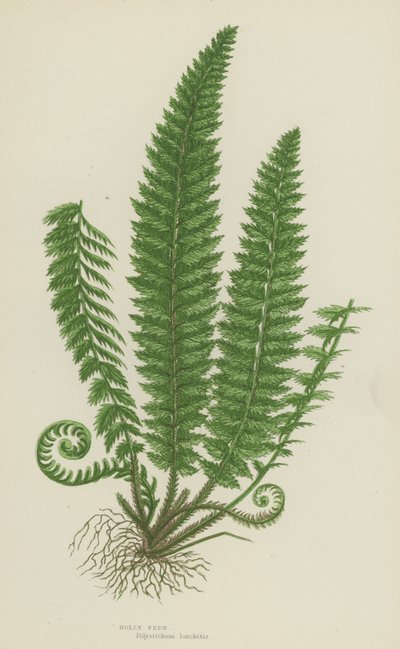 Azevinho (cor litho) de English School