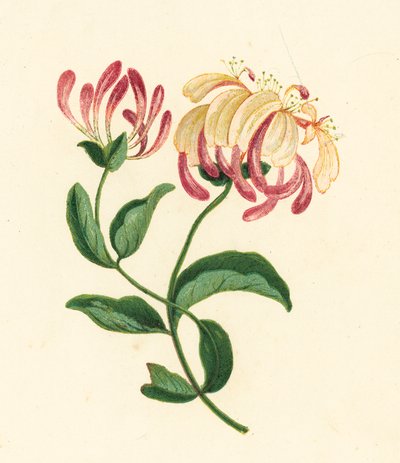 Madressilva, Lonicera Periclymenum (litografia a cores) de English School