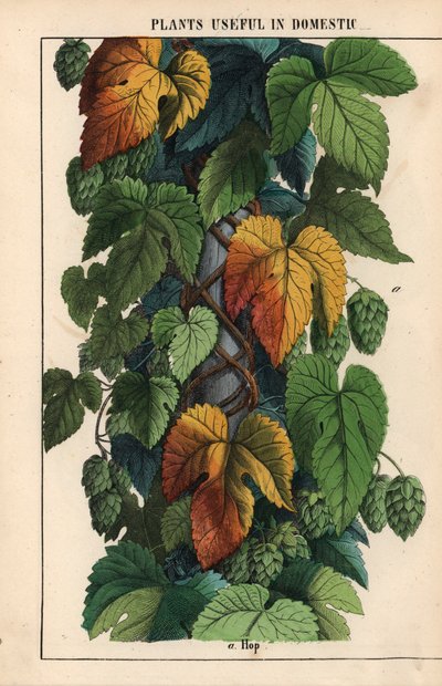 Lúpulo, com fruta verde , do "The Instructive Picturebook, or Lessons from the Vegetable World," [Charlotte Mary Yonge], Edimburgo de English School