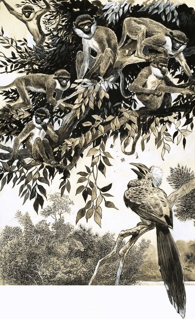 Hornbill e macacos de English School