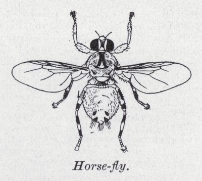 Mosca-cavalo (litho) de English School