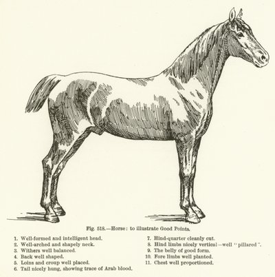 Cavalo, para ilustrar bons pontos de English School
