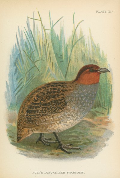 Francolin de bico longo da mangueira de English School