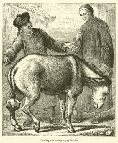 Como se pára o zurrar dos burros na China (gravura) de English School