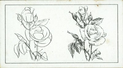 Como desenhar: Estudo de uma rosa (litografia) de English School