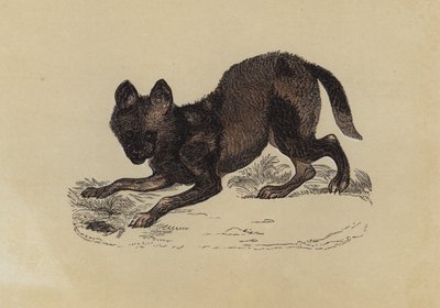 Hyaena Dog (cor litho) de English School