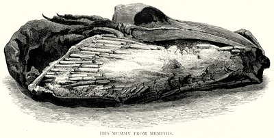 Múmia de Íbis de Mênfis (gravura) de English School