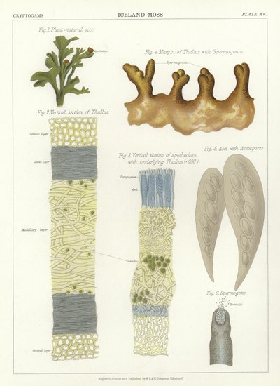 Musgo de Islândia de English School