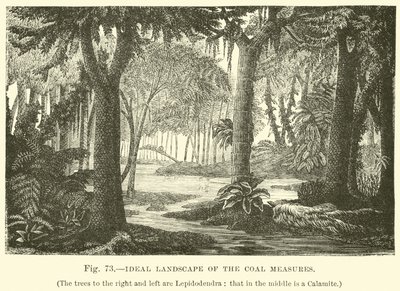Paisagem Ideal das Medidas de Carvão de English School