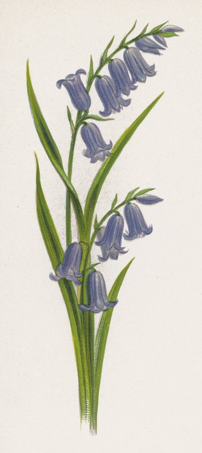 Ilustração para um sonho de um jardim (cor litho) de English School