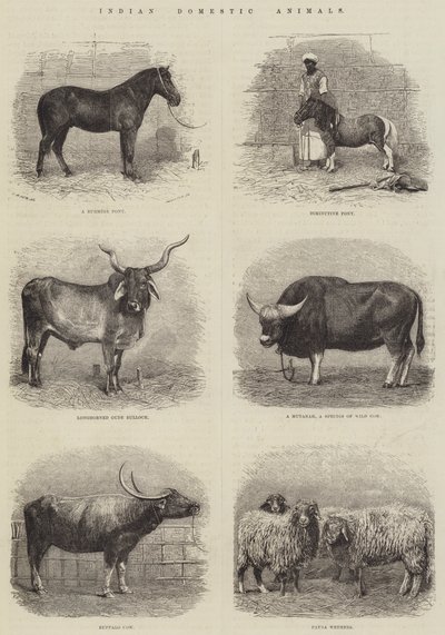Indian Domestic Animals (gravura) de English School