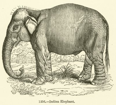 Elefante indiano (gravura) de English School