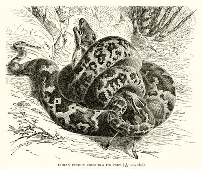 Python indiano esmagando sua presa de English School