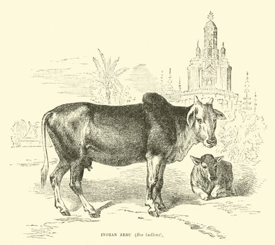 Zebu indiano, Bos indicus de English School