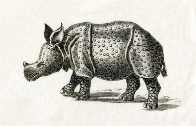 Rinoceronte indiano, ou maior rinoceronte de um corno, Rinoceronte unicórnio, de uma gravura do século XVIII (gravura) de English School