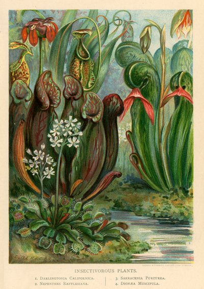 Plantas Insetívoras de English School