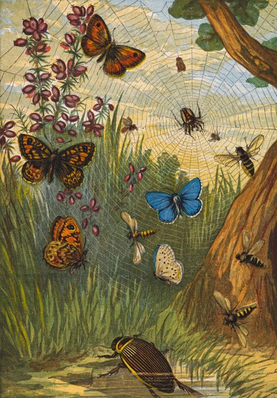 Insectos (litografia a cores) de English School