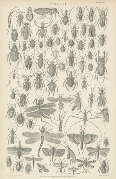 Insectos (gravura) de English School