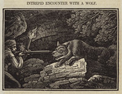 Encontro Intrepidez com um lobo (gravação) de English School