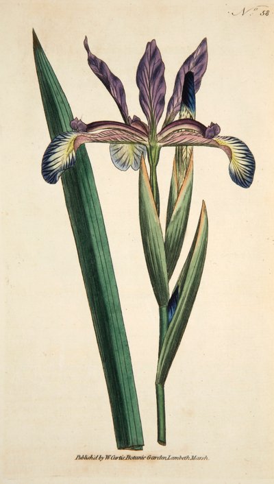 Iris Espúrio Irlandês, pub. 1790 gravura colorida à mão. de English School