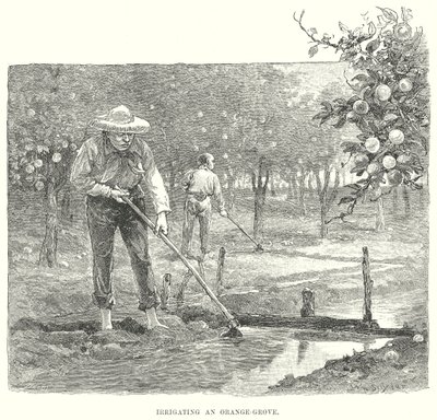 Irrigação de um laranjal (gravura) de English School