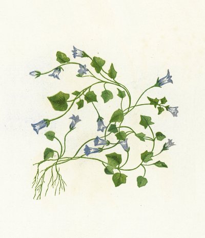 Bell-flor com folhas de hera, Campanula Hederacea de English School