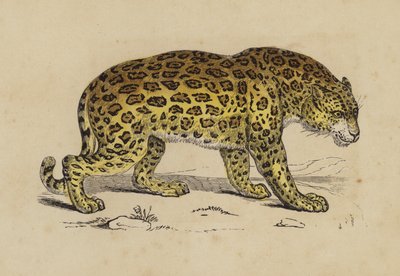Jaguar (cor litho) de English School