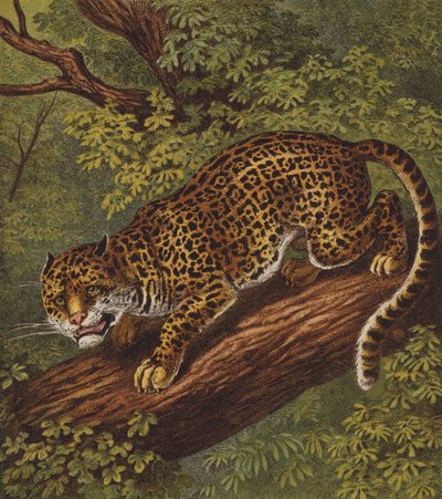 Jaguar (cor litho) de English School