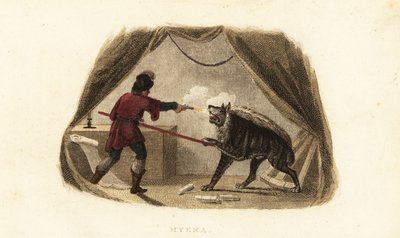 James Bruce matando uma hiena com pistola e lúcio na sua tenda em Maitsha, Abissínia (perto de Gondar, Etiópia) de English School